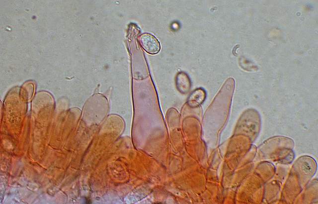 Macromiceti jurassiani � la lunga ricerca